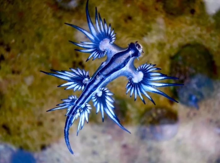 32 animaux tellement sublimes que vous penserez qu’ils ont été retouchés… Alors que non !