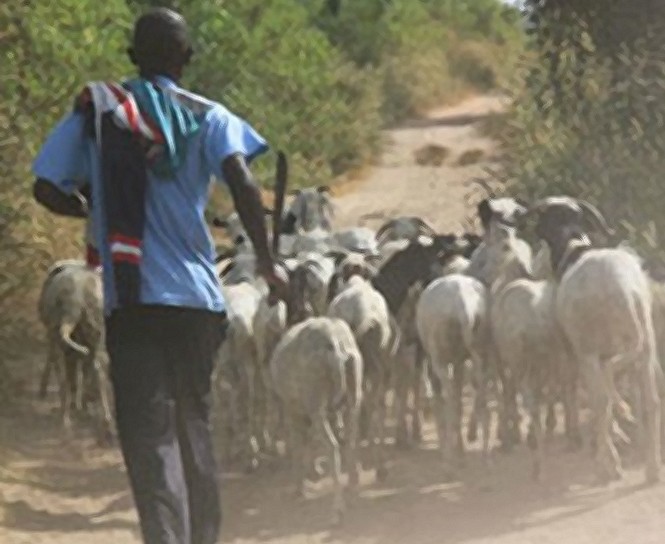 Dahra Djoloff : Les voleurs dérobent les moutons de Tabaski de l’adjoint au sous-préfet de Sagatta