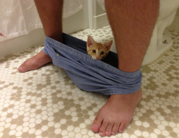 30 photos qui prouvent enfin que les chats et le respect, ça fait deux… Quels malpolis !
