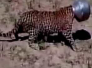 Un léopard reste près de 4 heures la tête coincée dans un pot