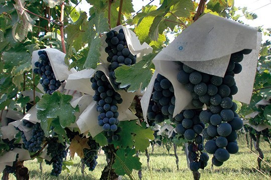 Le reportage de Slate qui prouve l’existence de vignoble : A la découverte d’un vin 100% sénégalais