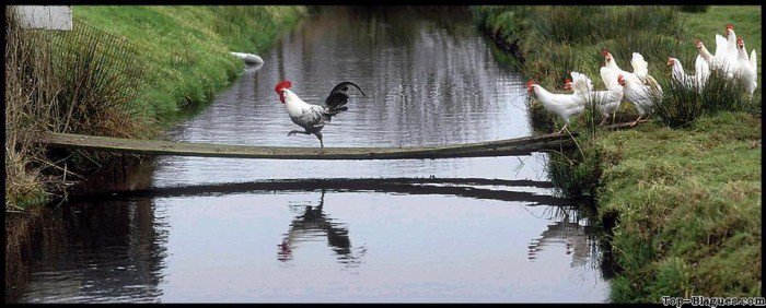 Découvrez ces ponts étonnants construits au-dessus des autoroutes, pour la protection des animaux sauvages !