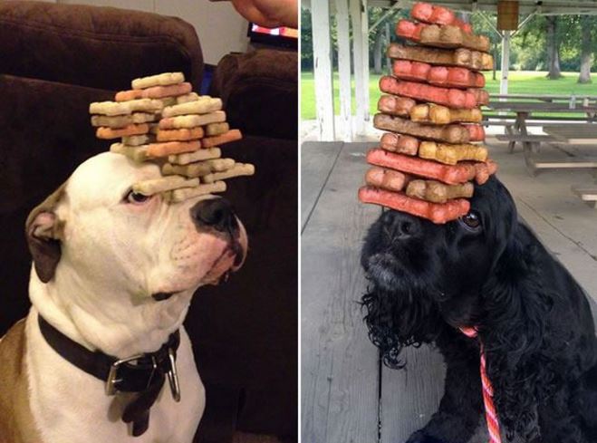 16 chiens qui font preuve d'une patience et d'une agilité impressionnante ! Excellent !