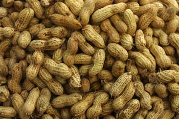 Commercialisation de l’arachide : Le prix fixé à 200 FCfa
