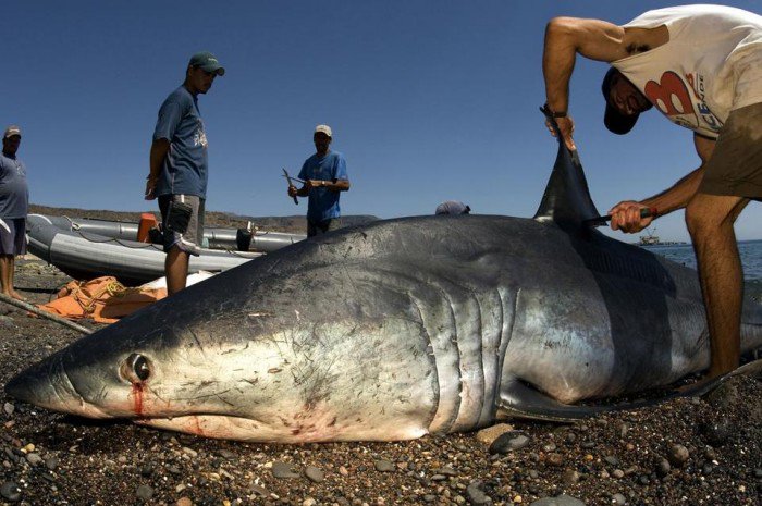 Grâce à une invention géniale, cette entreprise a trouvé le moyen de sauver plus 70 millions de requins chaque année !
