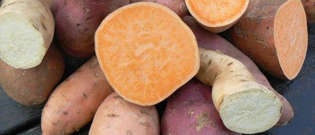 15 bonne raisons de consommer les patates douces
