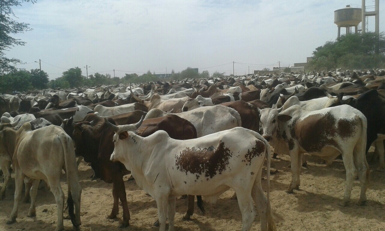 Photos - Magal de Touba 2015 : Cheikh Béthio Thioune étale toute sa puissance