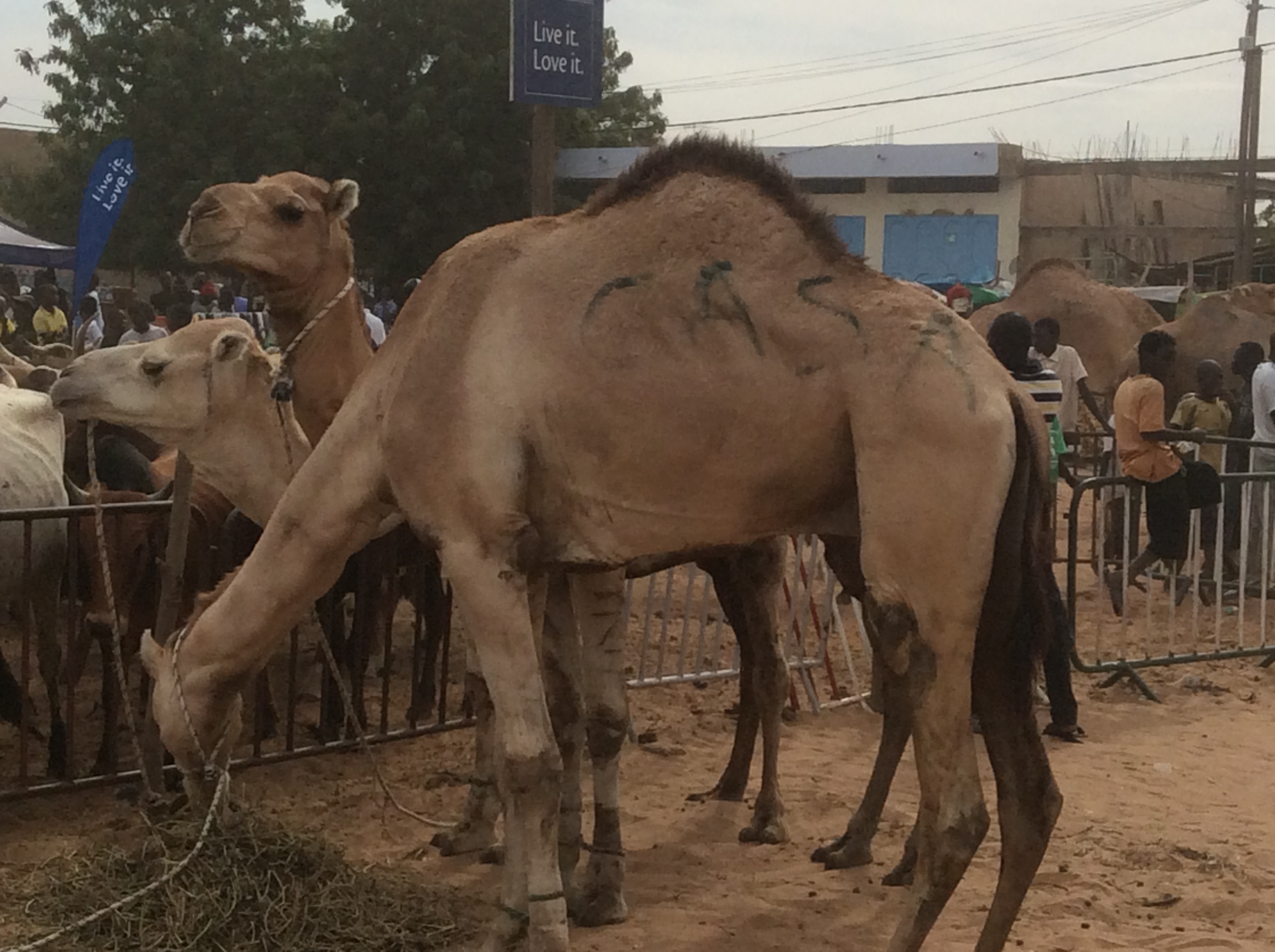 Photos - Magal de Touba 2015 : Cheikh Béthio Thioune étale toute sa puissance