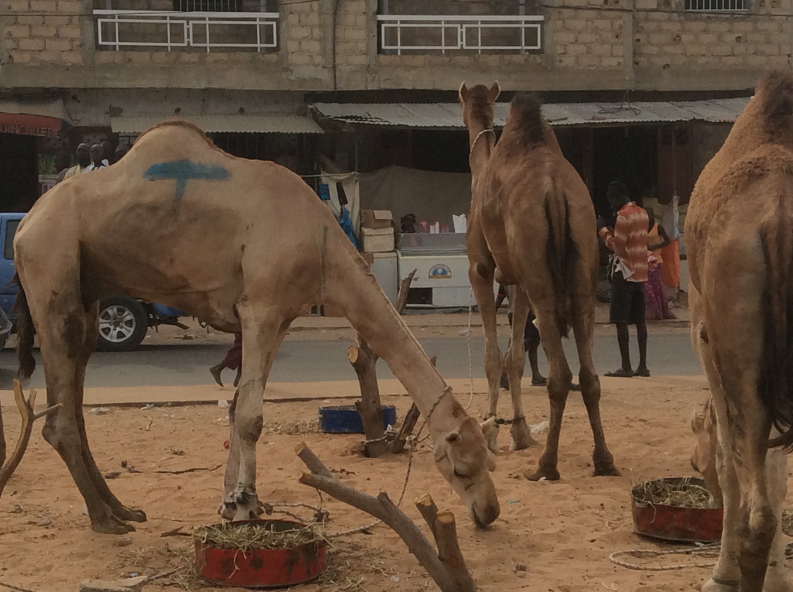 Photos - Magal de Touba 2015 : Cheikh Béthio Thioune étale toute sa puissance