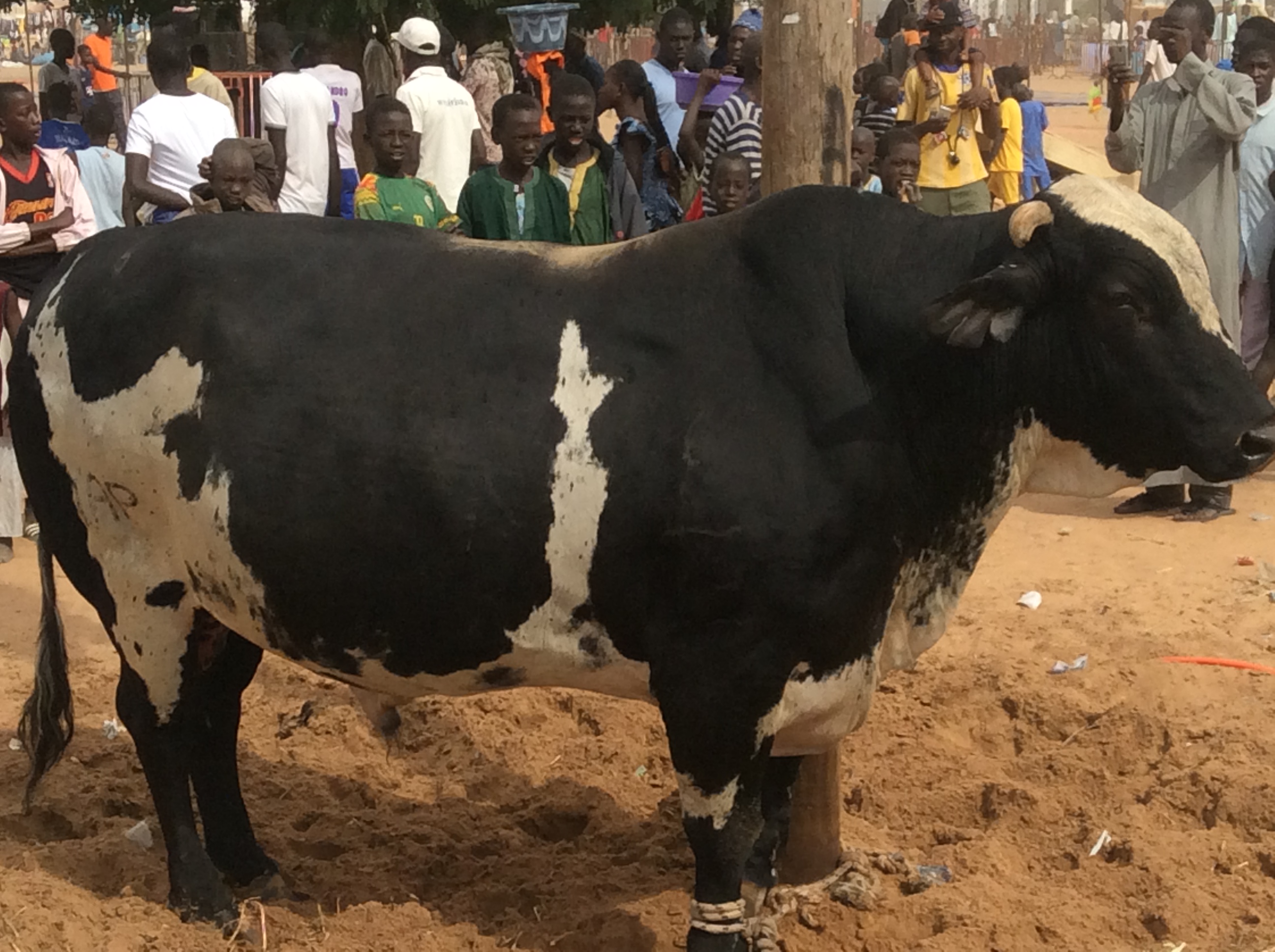 Photos - Magal de Touba 2015 : Cheikh Béthio Thioune étale toute sa puissance