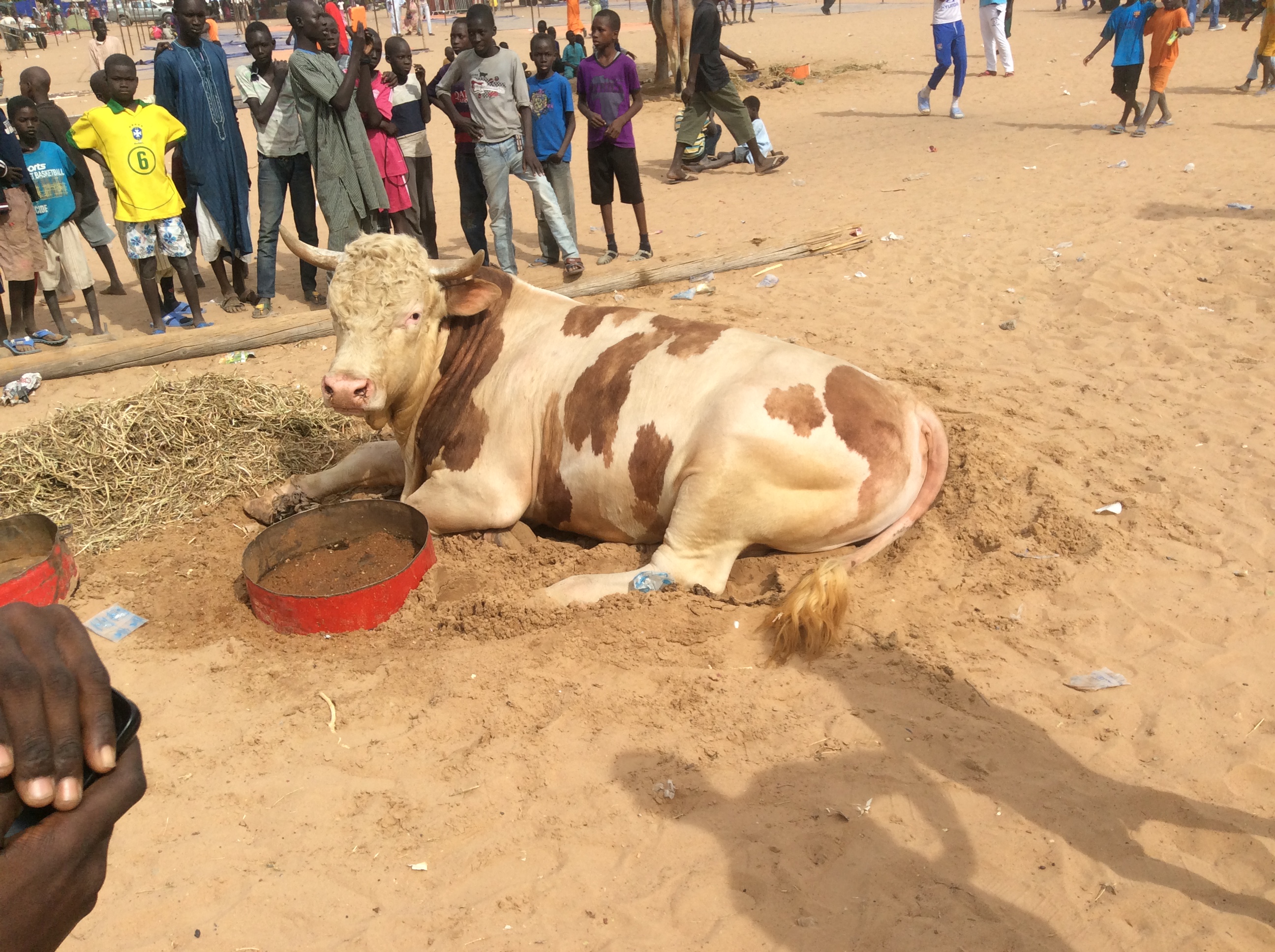 Photos - Magal de Touba 2015 : Cheikh Béthio Thioune étale toute sa puissance