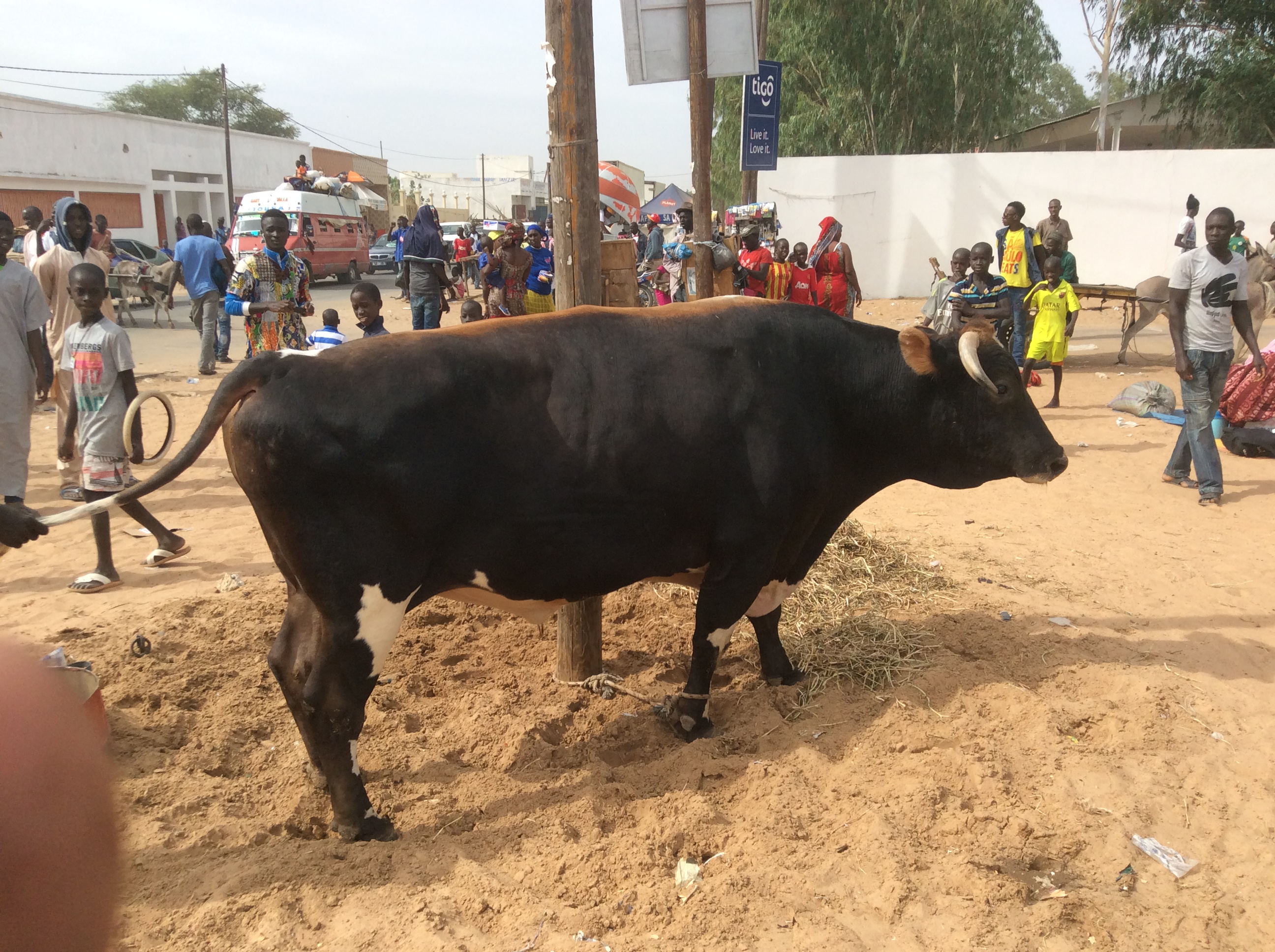 Photos - Magal de Touba 2015 : Cheikh Béthio Thioune étale toute sa puissance