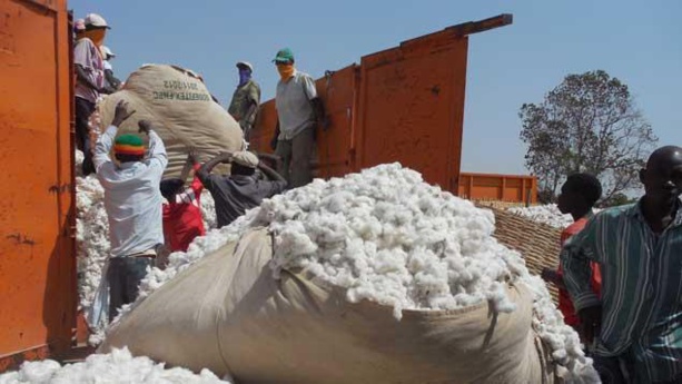 A Nairobi, l’OMC parvient à un accord très profitable à l’Afrique dans le dossier du coton
