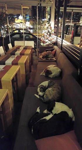 Ce café grec abrite des chiens errants toutes les nuits