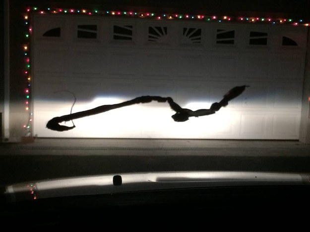 Ce serpent a gelé sur un pare-brise tellement il faisait froid