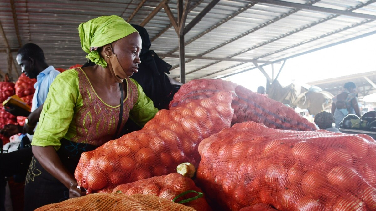 Mévente à Notto Gouye Diama : Dans le désarroi, plusieurs producteurs maraîchers bientôt incapables de rembourser les prêts bancaires
