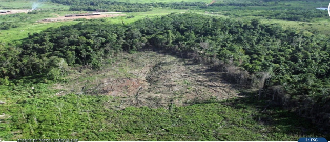 Carbone : Baisse de près de 46% du potentiel d’absorption des forêts sénégalaises, en dix-huit ans (Etude)