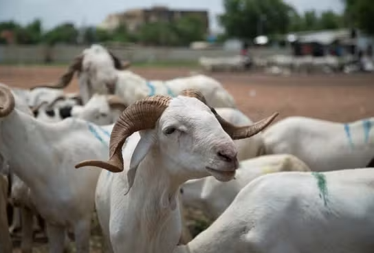 Tabaski : Vers un approvisionnement suffisant en moutons malgré les difficultés, selon le CMDE