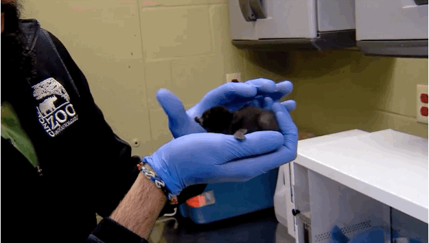 Cet Adorable Bebe Manchot A Ete Prenomme Bowie Cet Adorable Bebe Manchot A Ete Prenomme Bowie