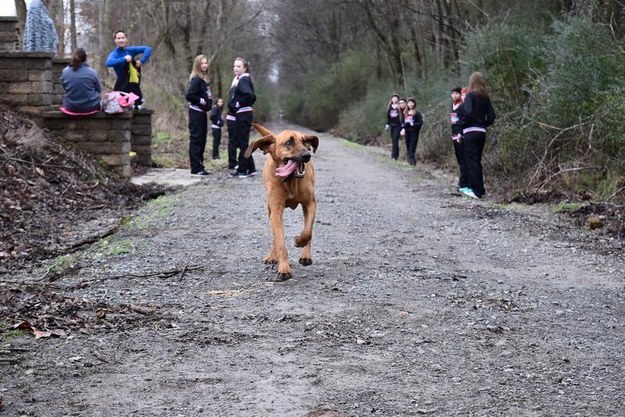 Ce chien a accidentellement couru un semi-marathon et s’est classé septième