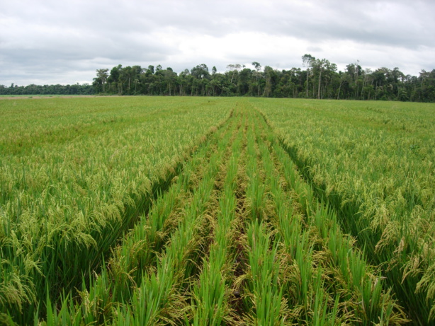 Agriculture : le Japon lance avec le gouvernement un projet de 1,053 milliard FCfa pour la riziculture pluviale