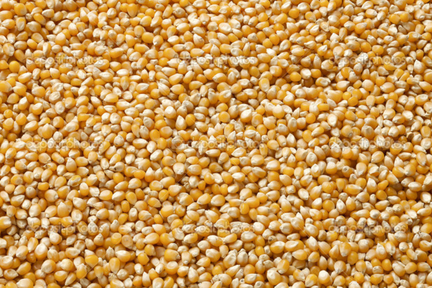 Maïs : Le prix du kg de maïs séché augmente de 1,4% en décembre 2015 au Sénégal