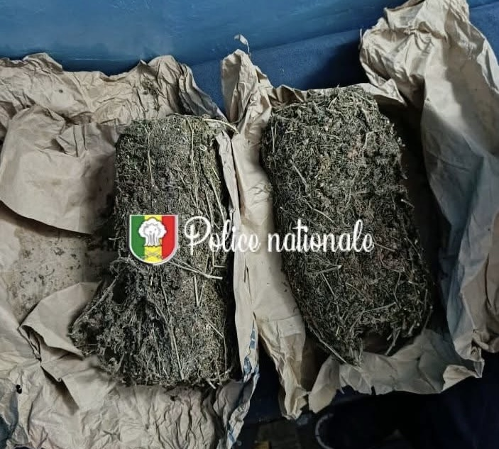 Ziguinchor : un cultivateur interpellé avec 2 kg de chanvre indien