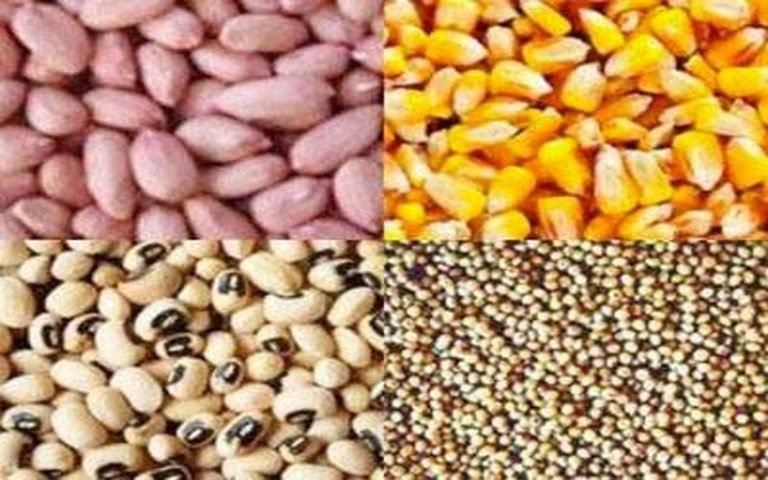 Diourbel-campagne agricole : l’hivernage s’installe, mais les semences se font attendre
