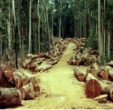 Bignona : Climat et forêts et développement…Le conseil départemental de Bignona pose le débat