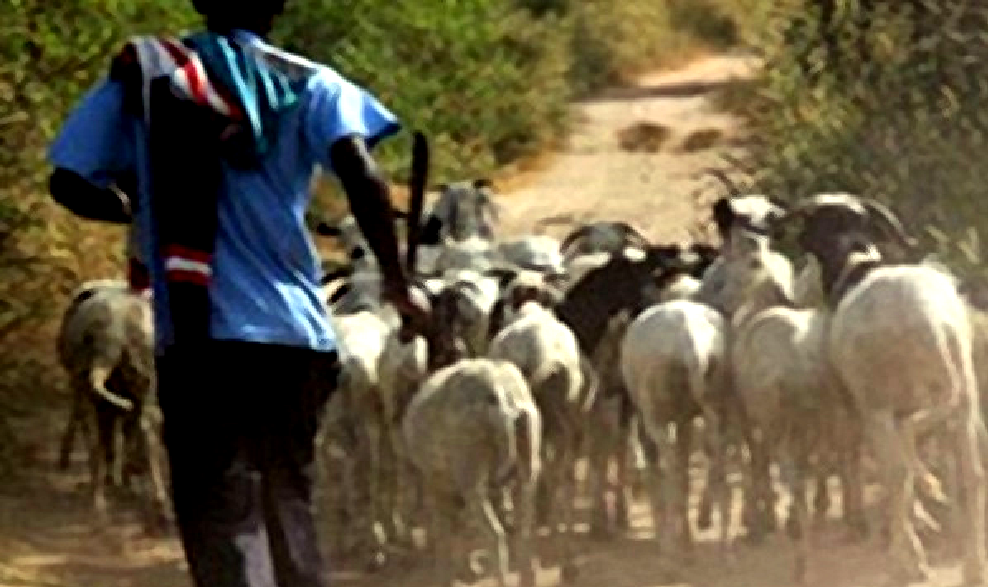 Vols de bétail : un maillon essentiel d'une bande arrêté à Keur Ndiaye Lo