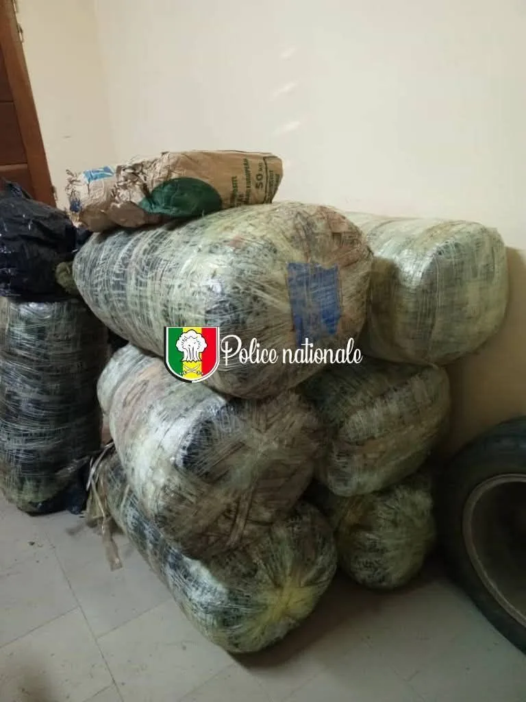 Mballing : La police déjoue une tentative de trafic de drogue sur la plage, 196 kg de chanvre saisis, les trafiquants en fuite