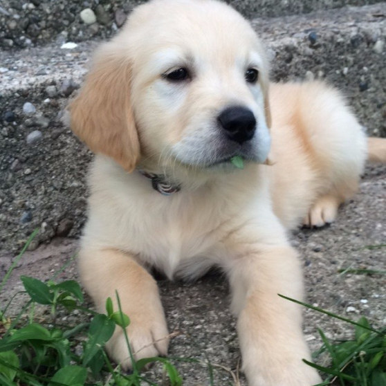 Ce chiot avec un appareil dentaire va vous faire chavirer le cœur