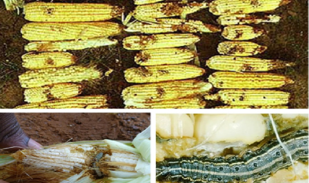 Kédougou : Appuis massifs aux producteurs et riposte contre les chenilles légionnaires