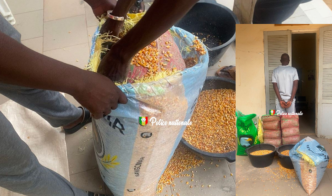 Coup de filet anti-drogue à Fatick : Un trafiquant arrêté avec 18 kg de chanvre indien