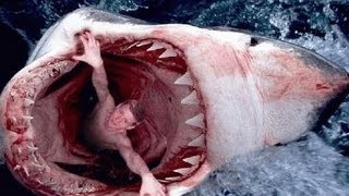 Les animaux de la mer en danger - Documentaire 