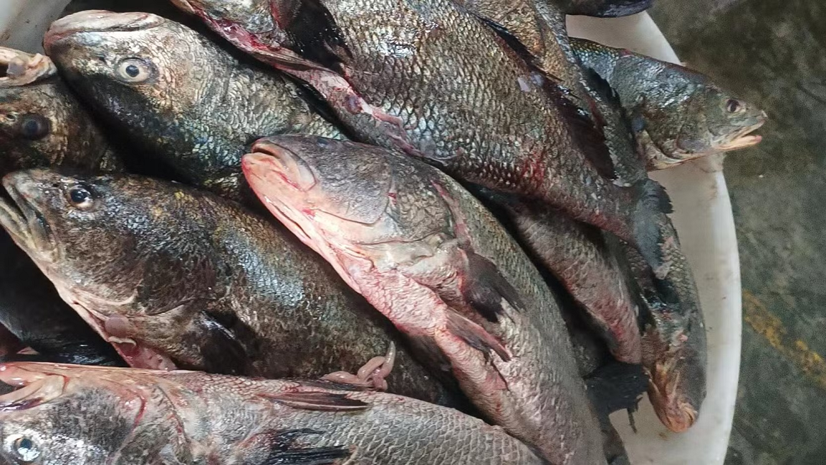 Mercure dans les poissons : Le Ministère des Pêches rassure et confirme la salubrité du Brown Croaker
