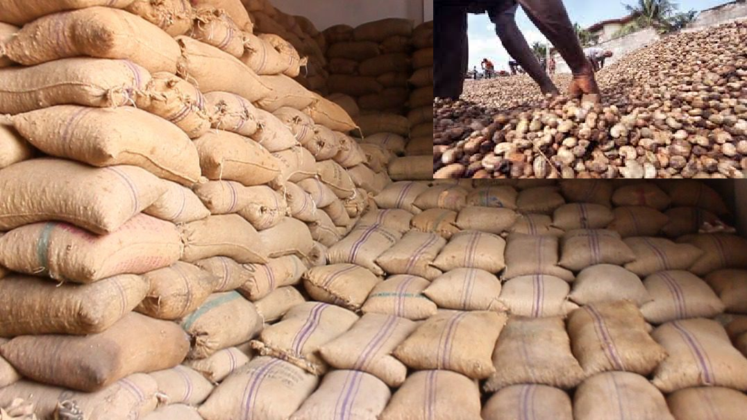 Cajou : la Casamance face à une mévente malgré 150 000 tonnes exportées, les acteurs appellent l’État à miser sur la transformation locale