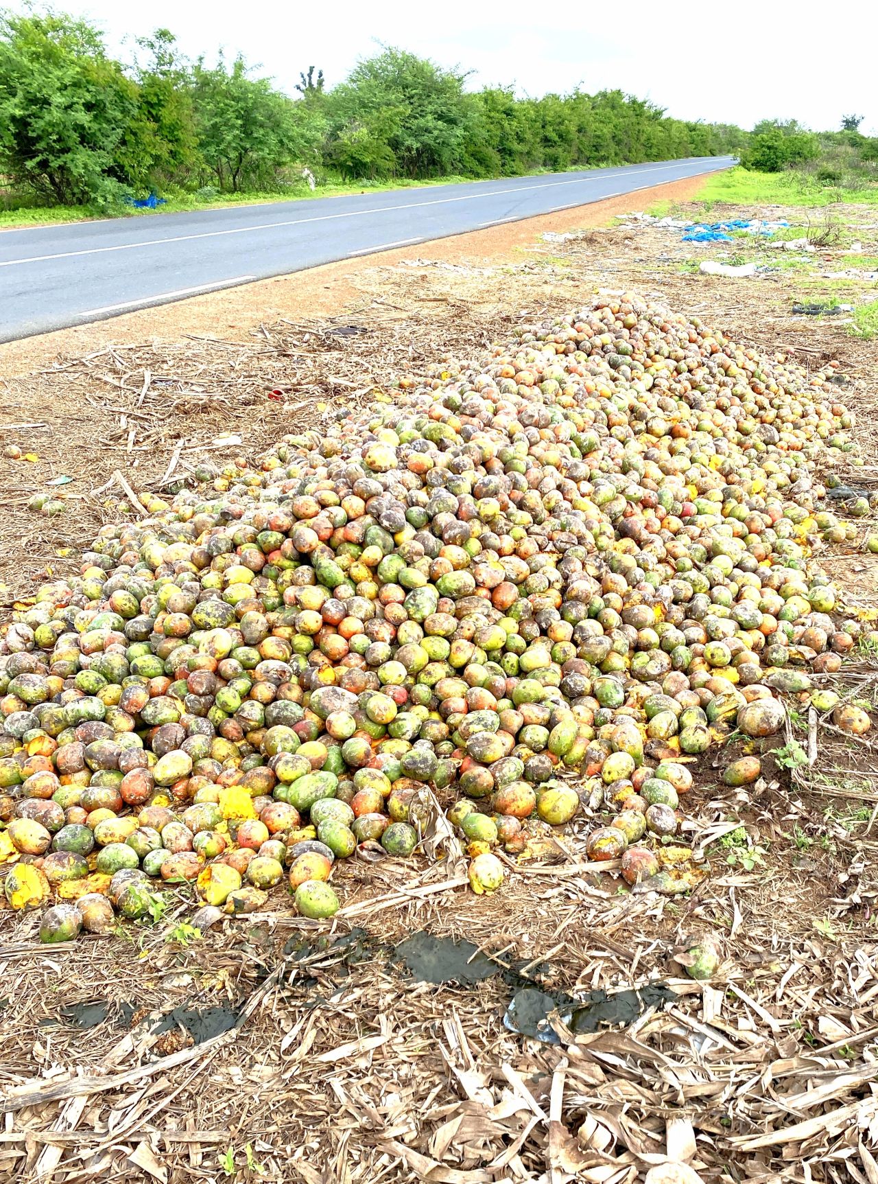 Photos / Julien Potron, CEO de Nadji.Bi Group : "Les mangues pourrissent sur la route des Niayes"