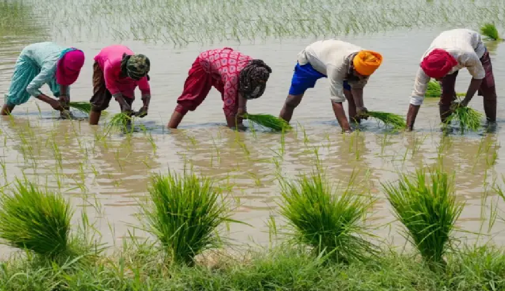 Agriculture sinistrée : Niassène submergée, les paysans de Fatick désespérés après les pluies torrentielles