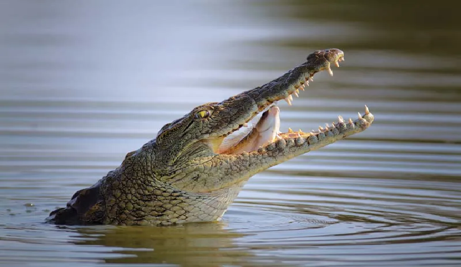 Panique à Médina Cily : Quand un crocodile terrorise des habitants de Kolda...