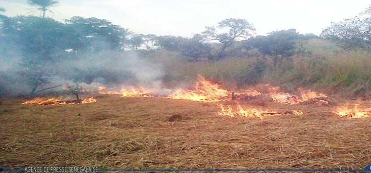 Plusieurs villages des communes de Ndiayène Pendao et Gamadji Saaré, touchés par un feu de brousse (sous-préfet)