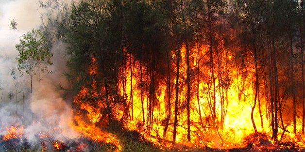 Podor : un feu de brousse ravage plusieurs hectares de végétation entre Ouro Aly et Togan