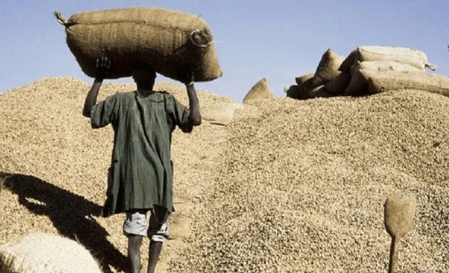 Commercialisation de l’arachide : Le démarrage de la campagne prévu lundi