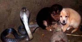 Ces 2 chiots tombent dans un puits et se retrouvent face à ce cobra redoutable! 48h plus tard, ce qui leur arrive a étonné le monde entier!
