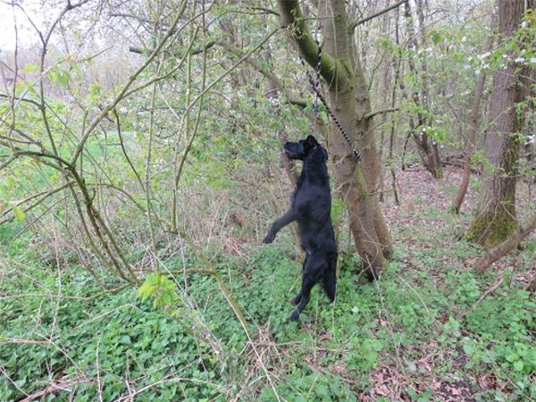 Un promeneur se balade dans une forêt allemande. Soudain il tombe sur ce chien pendu à un arbre!