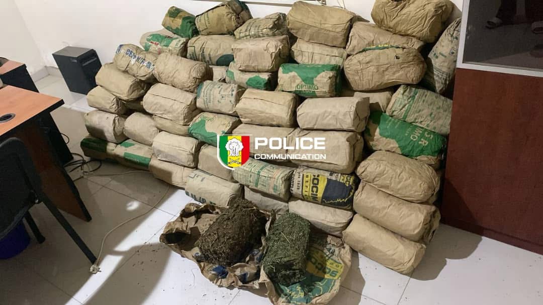 Lutte contre le trafic de stupéfiants : Saisie record de 120 kg de chanvre indien à Mbour