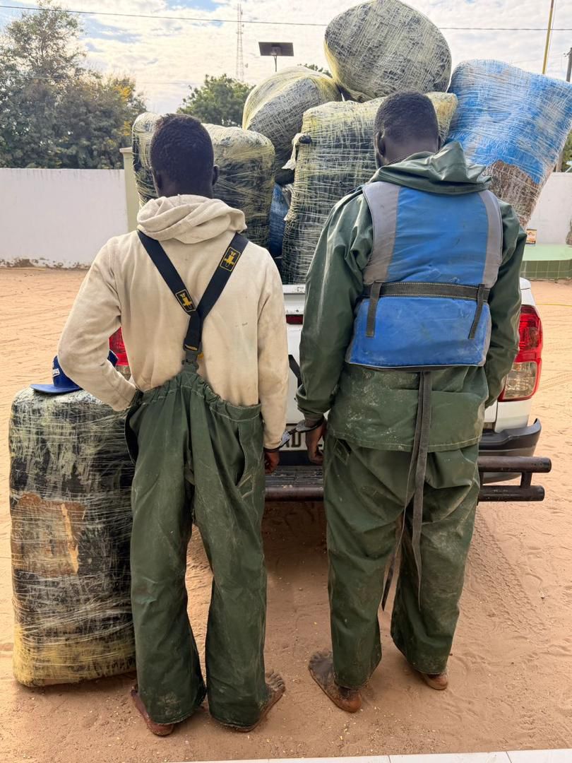 Lutte contre les trafics illicites : D’importantes quantités de cuisses de poulet et de chanvre indien saisies par les Douanes