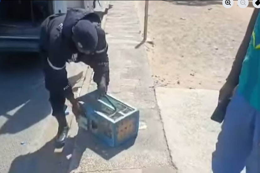 Vente d’oiseaux en cage : La Police nationale lance une vaste opération pour mettre fin à cette pratique
