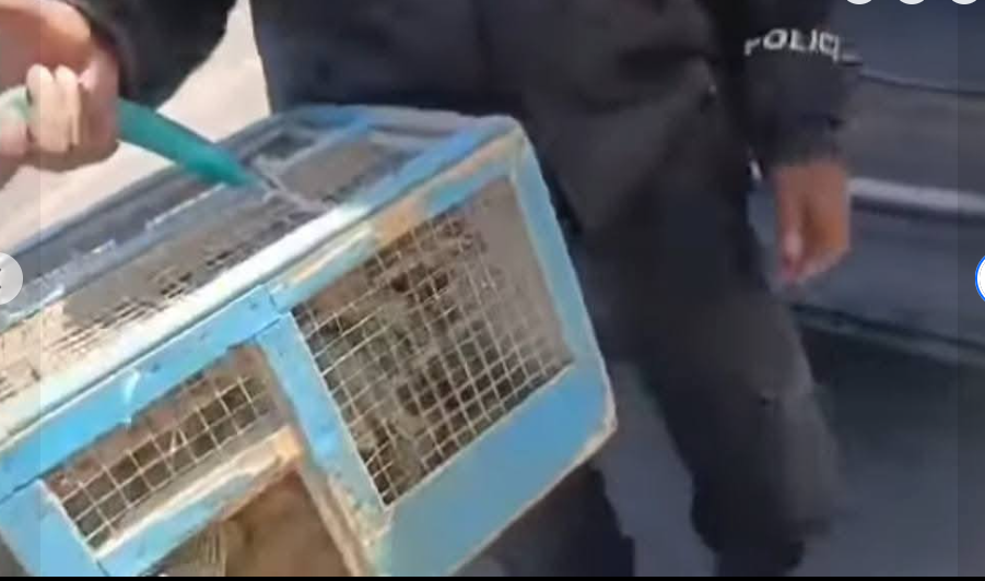 Vente d’oiseaux en cage : La Police nationale lance une vaste opération pour mettre fin à cette pratique