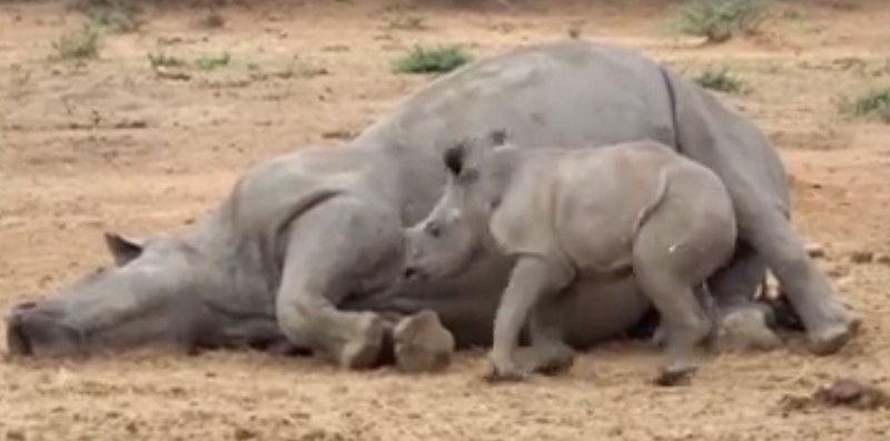 Le bébé rhino veut réveiller sa maman tuée par des braconniers. Mais regardez ce que le petit est devenu ensuite!